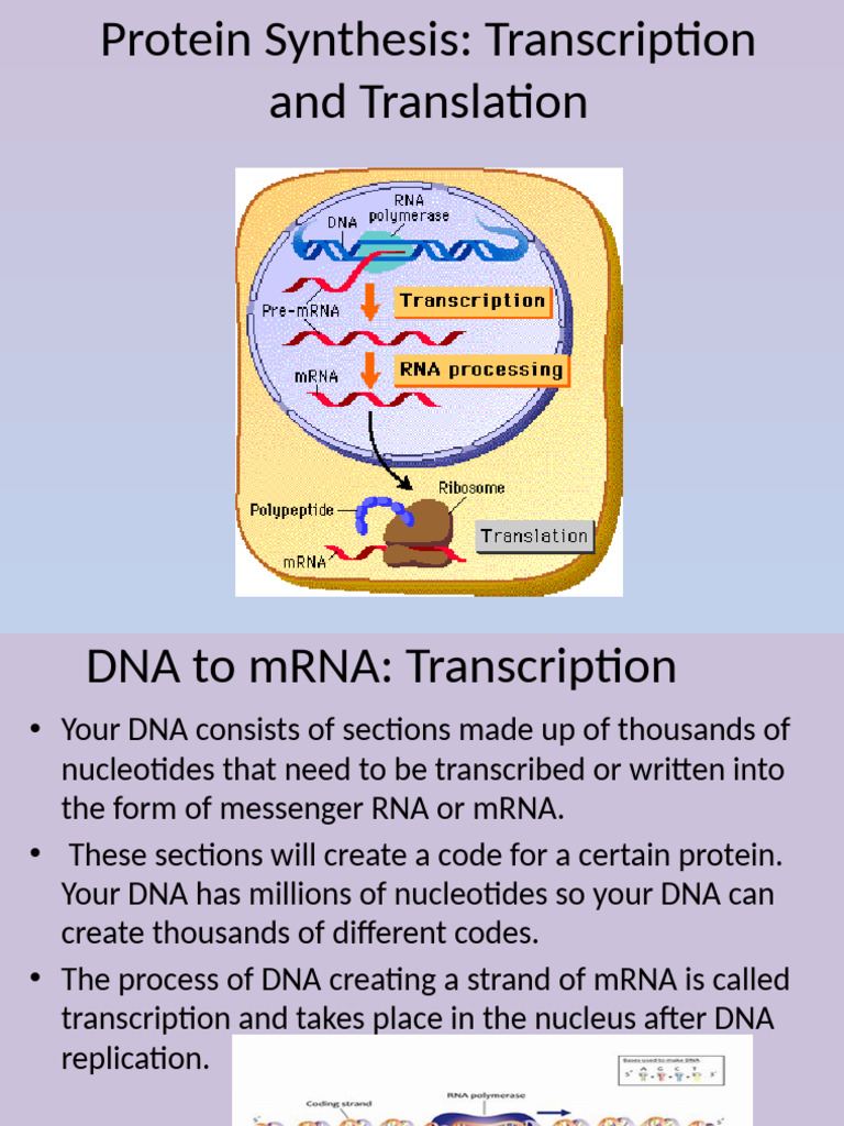 Protein Synthesis: Transcription & Translation | PDF | Messenger Rna ...