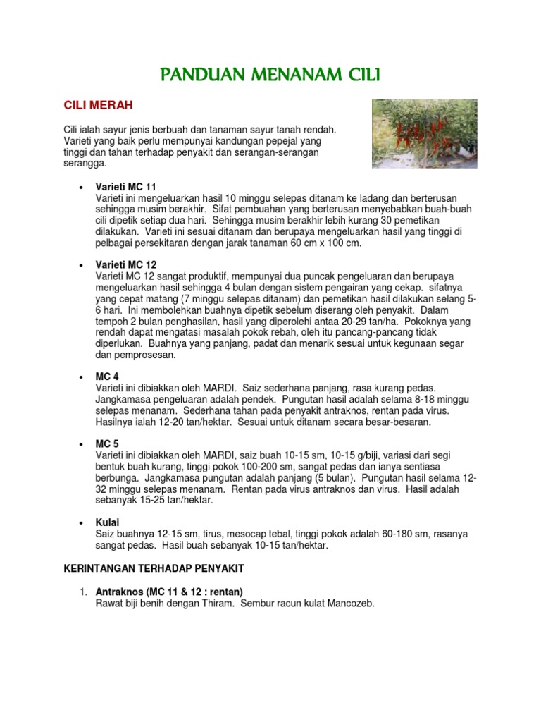 Panduan Menanam Cili