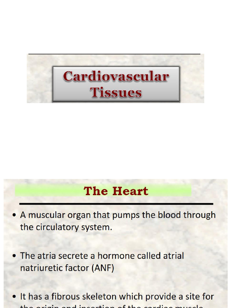 Histology of The Heart and Vascular Tissues | PDF | Circulatory System ...