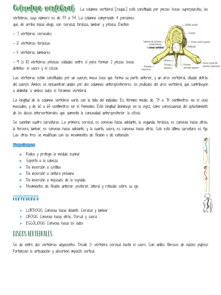 Estructura y Función de la Columna Vertebral | PDF | Vértebra | La ...