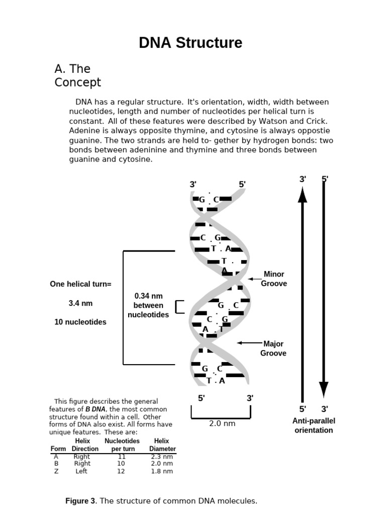 DNA Structure and Replication Explained | PDF | Dna Replication ...