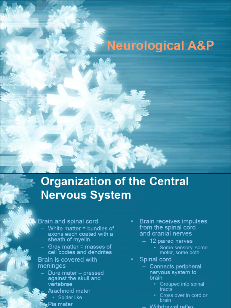 Central Nervous System Overview | PDF | Cerebrospinal Fluid | Spinal Cord