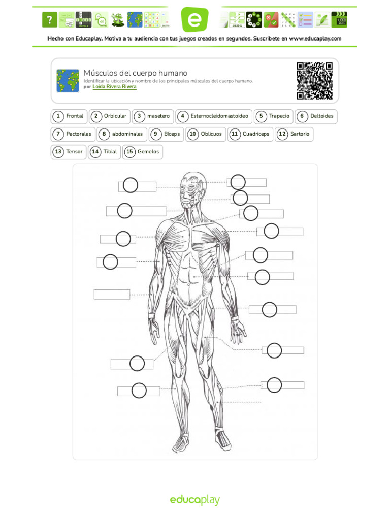 8847661-Musculos Del Cuerpo Humano | PDF
