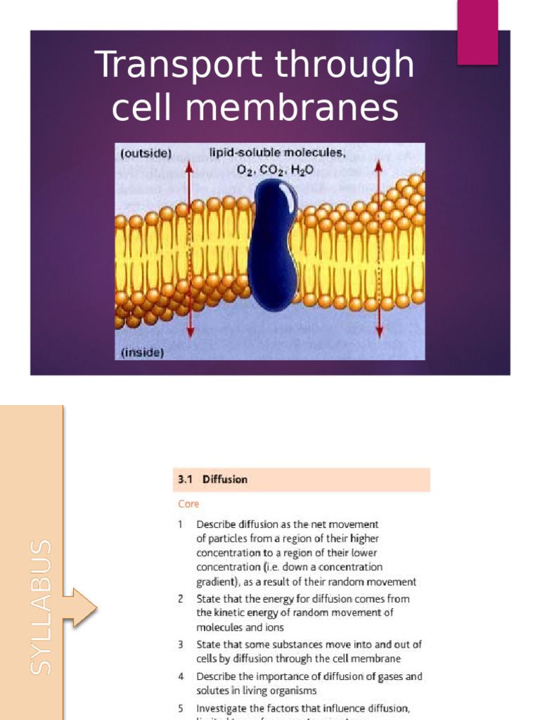 U3. 1 - Transport Through The Membrane (Theory) | PDF | Osmosis | Diffusion