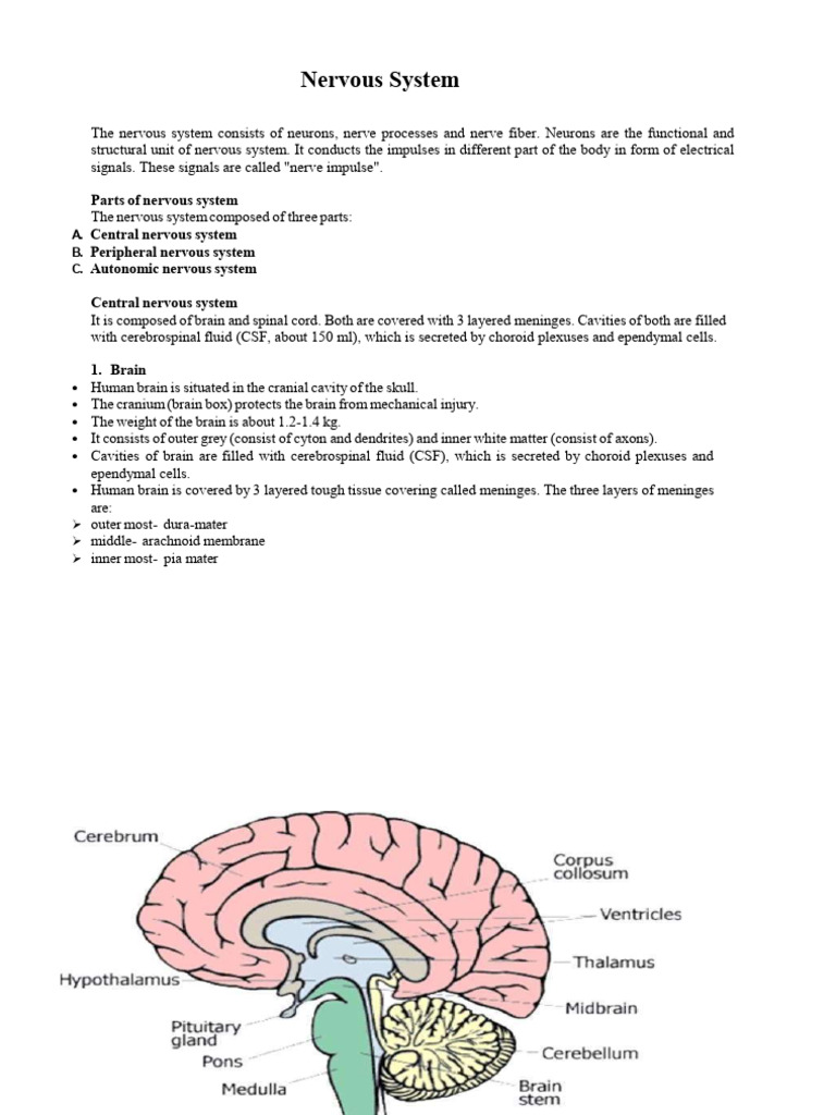Nervous System of Human 2 | PDF | Chemical Synapse | Synapse