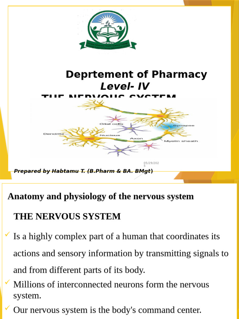Nervous System Anatomy and Functions | PDF | Central Nervous System ...
