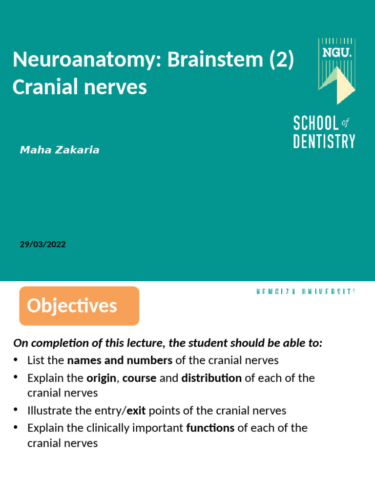Cranial Nerves: Functions & Anatomy | PDF | Brainstem | Human Head And Neck