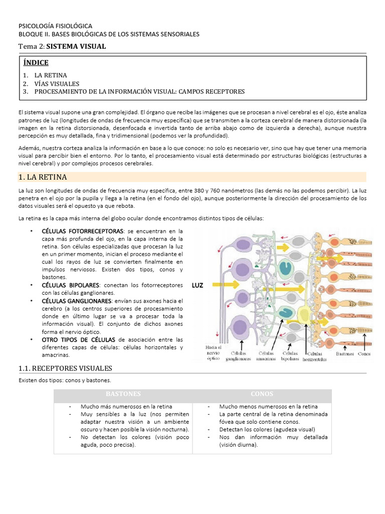 Complejidad del Sistema Visual Humano | PDF | Percepción visual ...