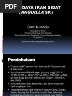 Download Budidaya Ikan Sidat 2 Anguilla Sp by Muhammad Rizki Maulana SN86880385 doc pdf