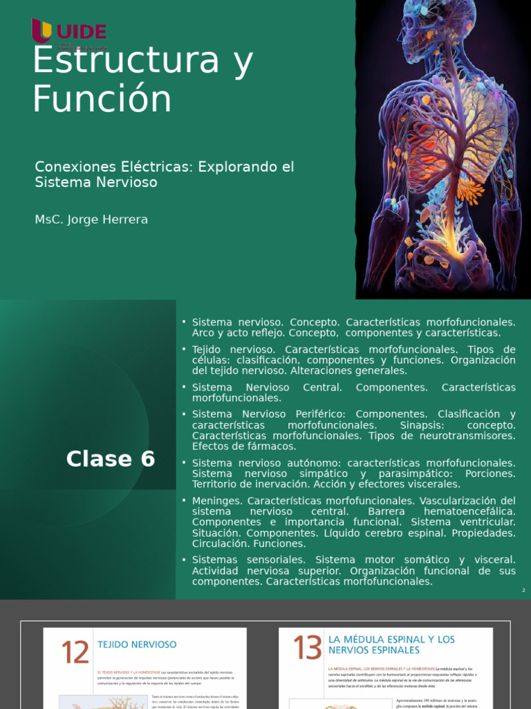 Clase 6. Sistema Nervioso | PDF | Sinapsis | Sistema nervioso