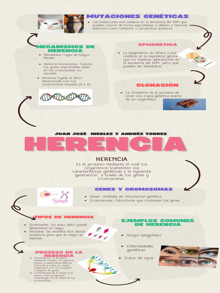 Herencia y Genética: Conceptos Clave | PDF | Gene | Dominancia (Genética)