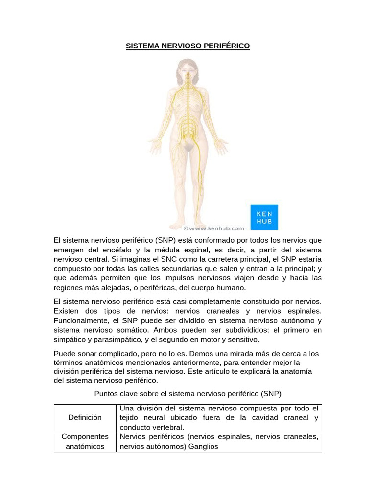 Sistema Nervioso Periférico | PDF | Sistema nervioso | Nervio