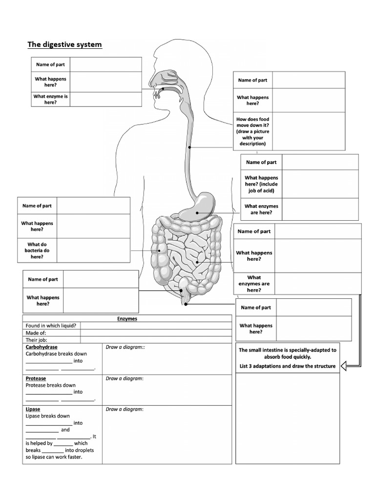 Digestive System Enzyme Page 1 | PDF