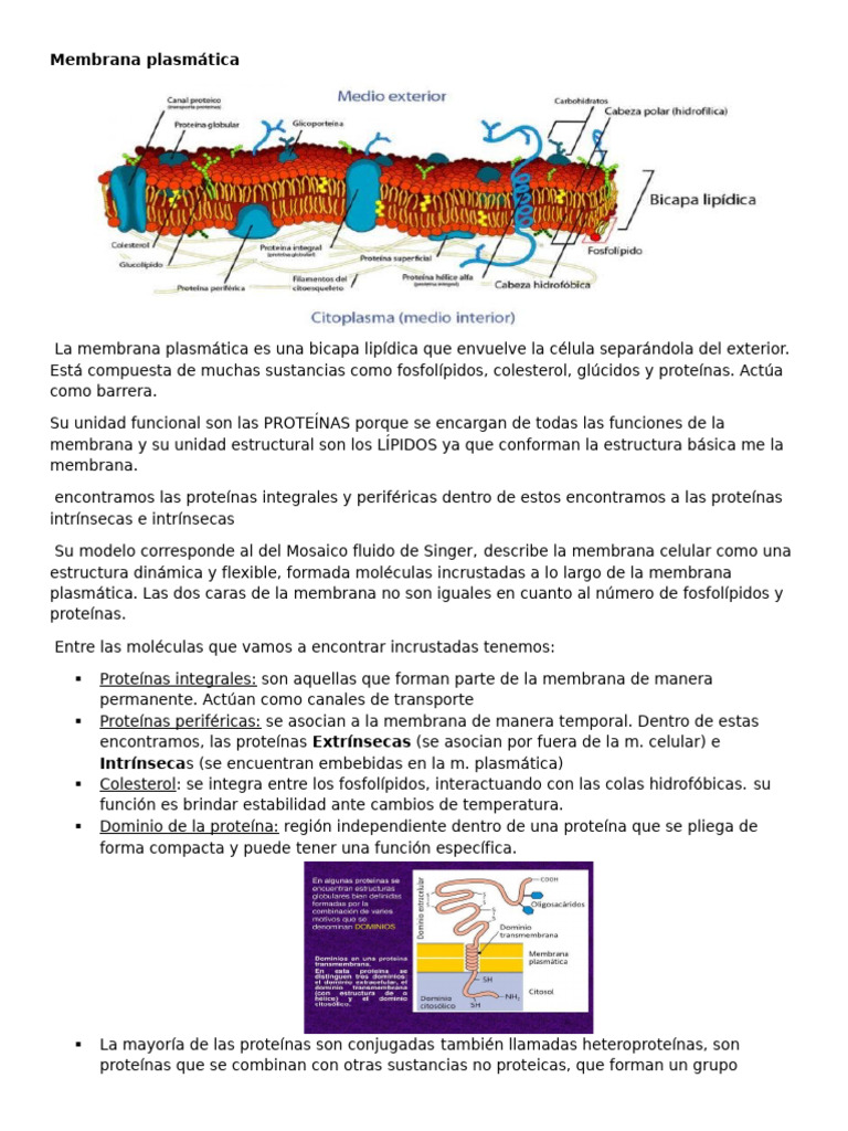 Estructura y Función de la Membrana Plasmática | PDF | Membrana celular ...