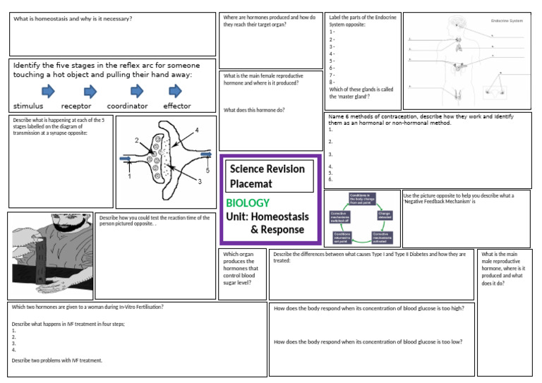 Homeostasis and Response Overview | PDF | Hormone | Homeostasis