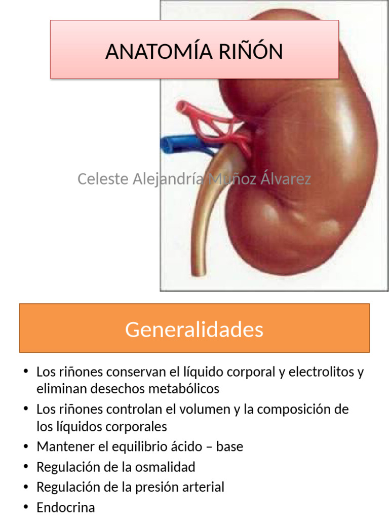 Anatomiarinon 151122022815 Lva1 App6892 | PDF | Riñón | Órgano (anatomía)