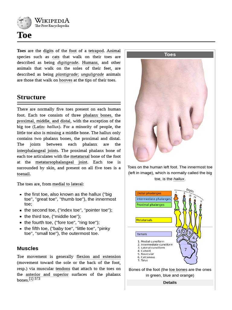 Anatomy and Numbering of Toes | PDF | Toe | Foot