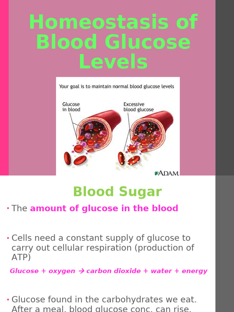 Homeostasis - Blood Glucose Regulation | PDF | Glycogen | Adrenal Gland