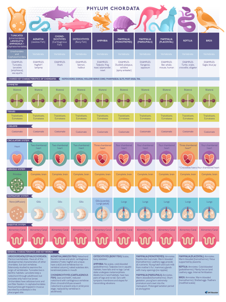 DATBooster Animalia-Chordata Study Sheet | PDF | Vertebrates | Gill