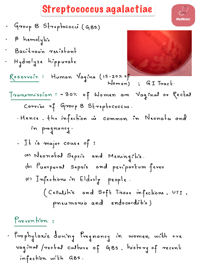 Streptococcus Agalactiae | PDF | Streptococcus | Clinical Medicine