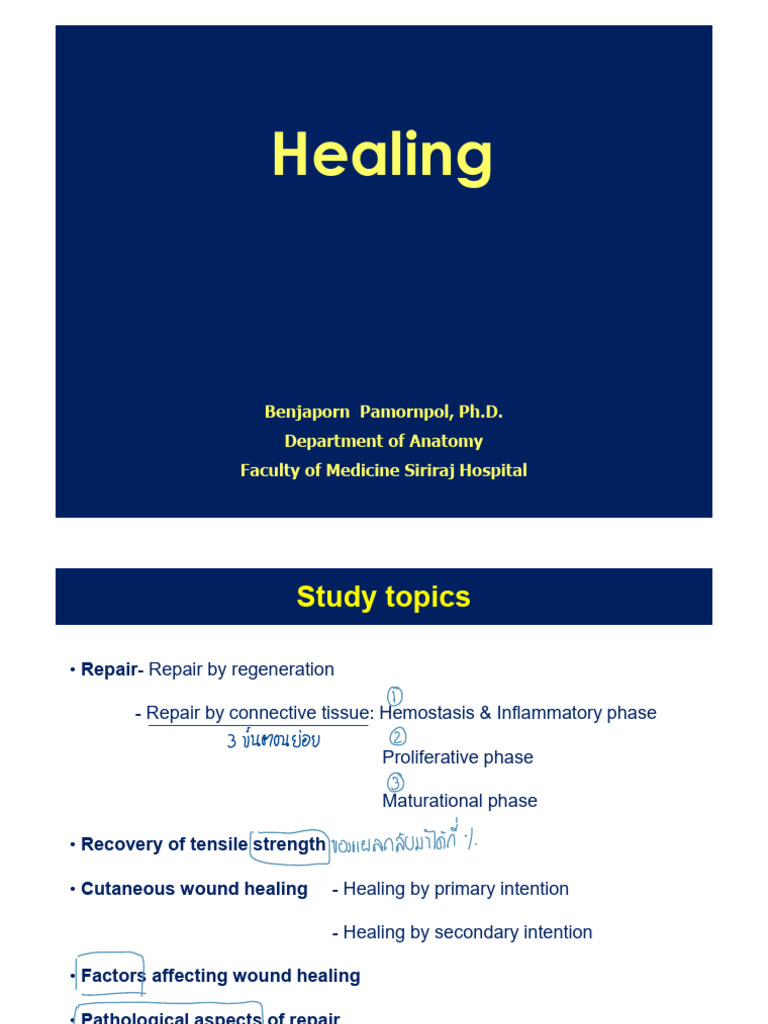 SIID145-25 Lecture Healing | PDF | Extracellular Matrix | Anatomy