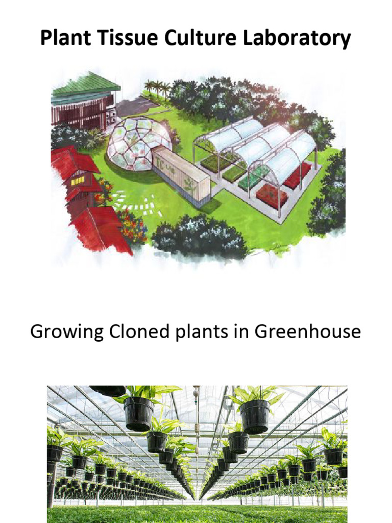 3 Plant Tissue Culture Laboratory | PDF