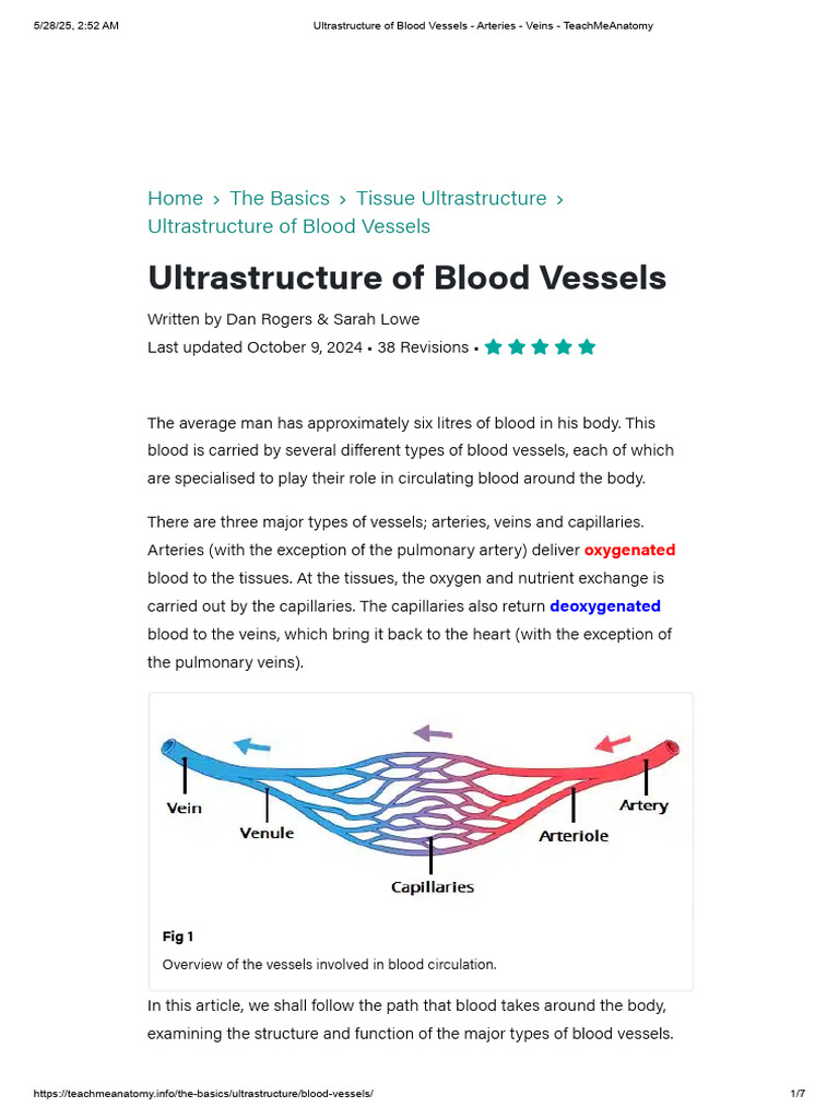 Ultrastructure of Blood Vessels - Arteries - Veins - TeachMeAnatomy ...