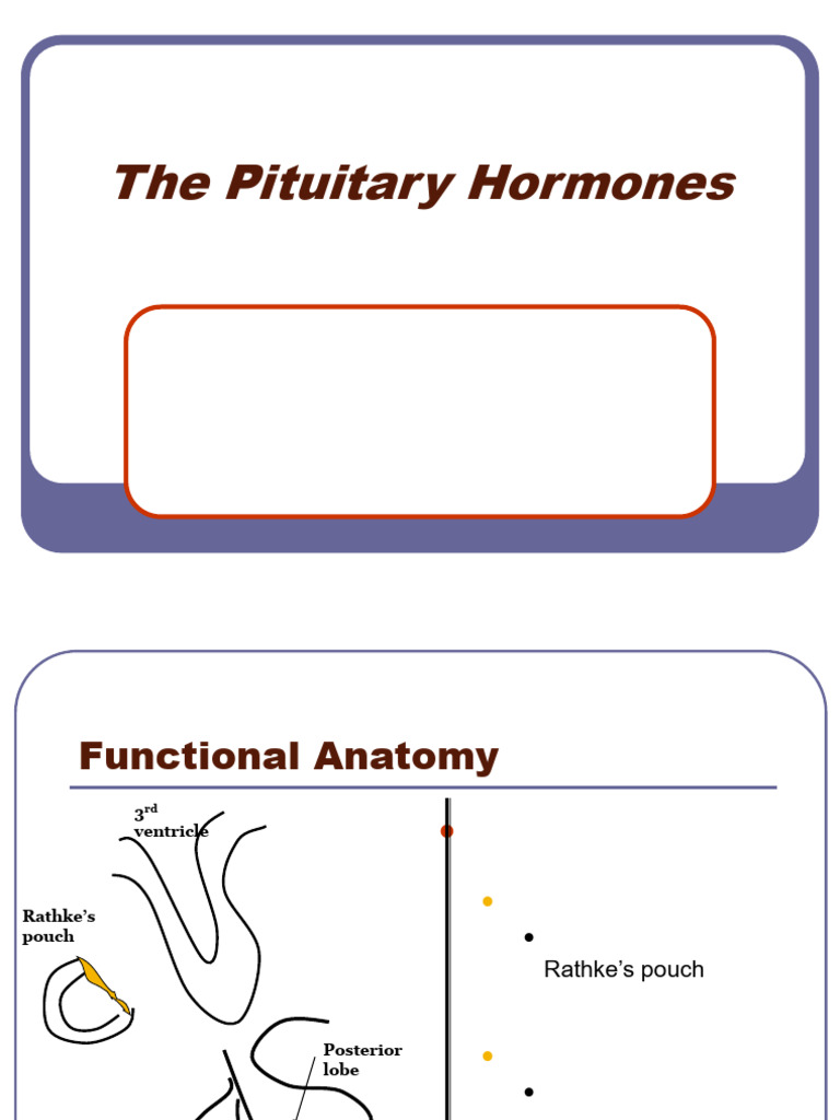 Anatomy and Functions of the Pituitary Gland | PDF | Pituitary Gland ...