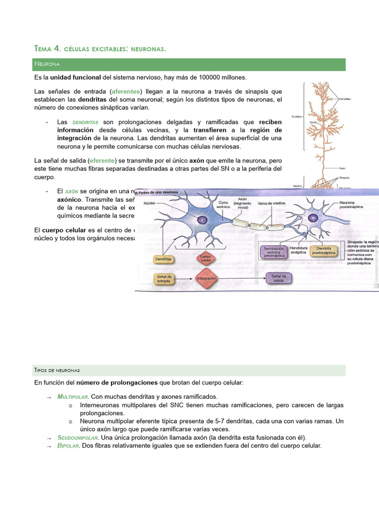 Tema 4 | PDF | Sinapsis | Neurona