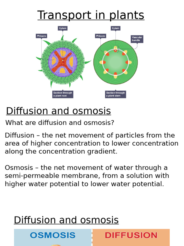 Plant Transport: Diffusion and Osmosis | PDF | Stoma | Plant Stem