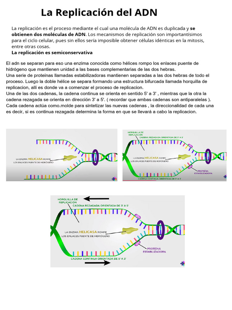 Proceso de Replicación y Síntesis de ADN | PDF | Replicación De Adn | Rna