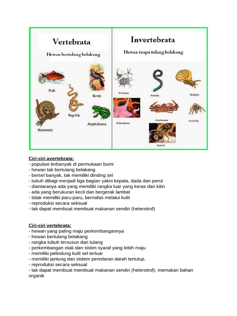 Hewan Vertebrata & Avertebrata | PDF