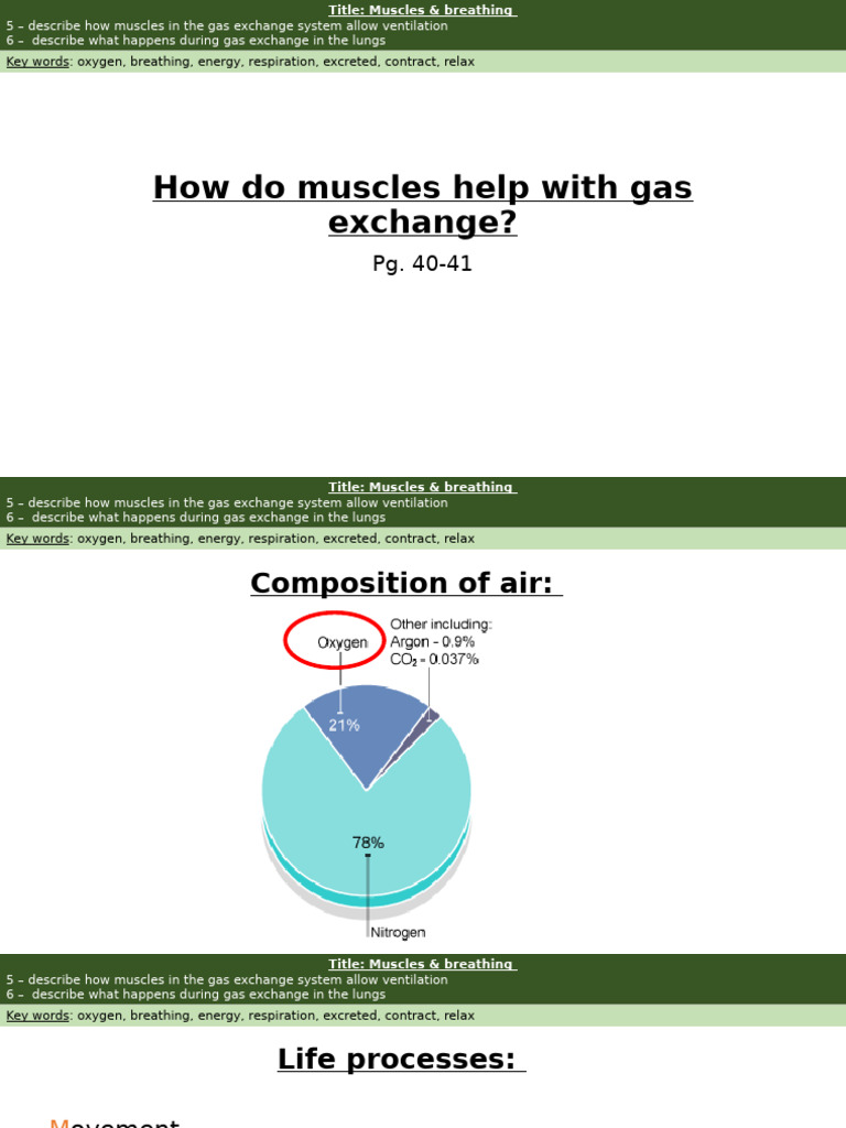 7C Muscles & Bones PBE | PDF | Breathing | Blood