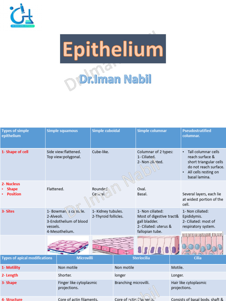 Zonula Adherence in Epithelial Tissue | PDF | Epithelium | Anatomy