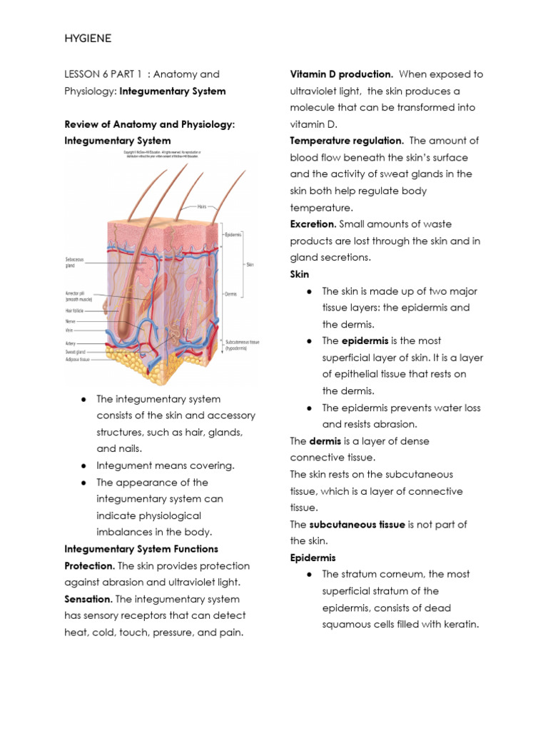 LESSON 6 PART 1 - Anatomy and Physiology- Integumentary System | PDF ...