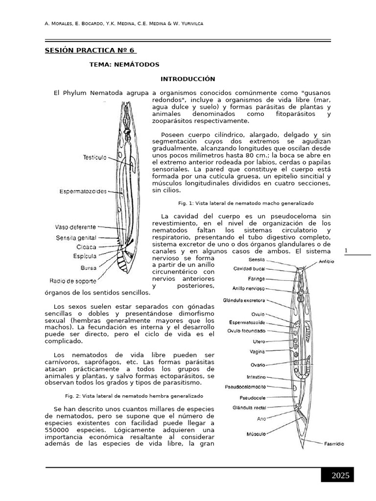 gu-a-pr-ctica-sobre-nematodos-2025-pdf-nematodo-zoolog-a