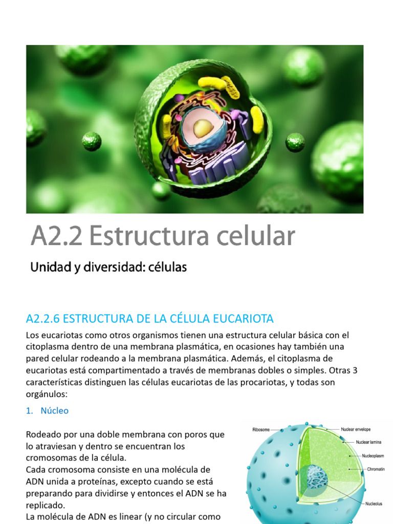 Estructura y funciones de células eucariotas | PDF | Biología Celular ...