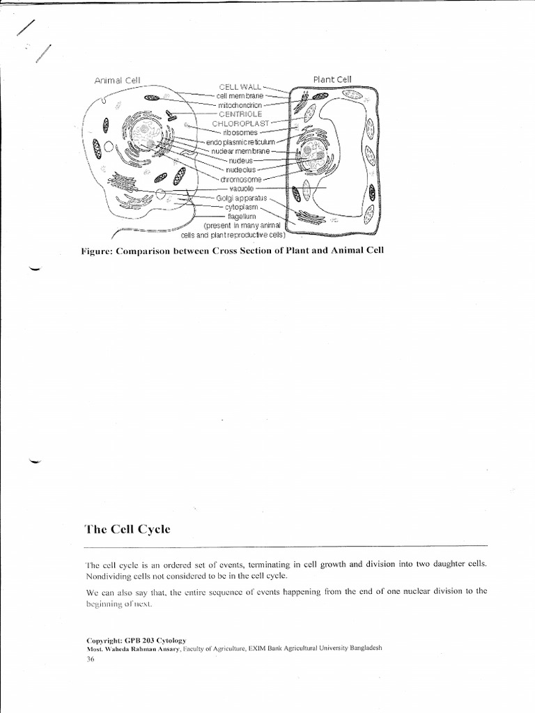 Cell Cycle | PDF