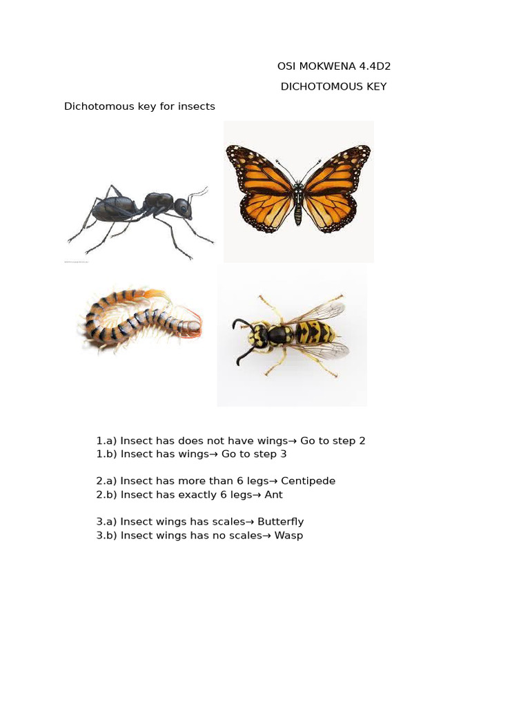 Insect Identification Dichotomous Key | PDF