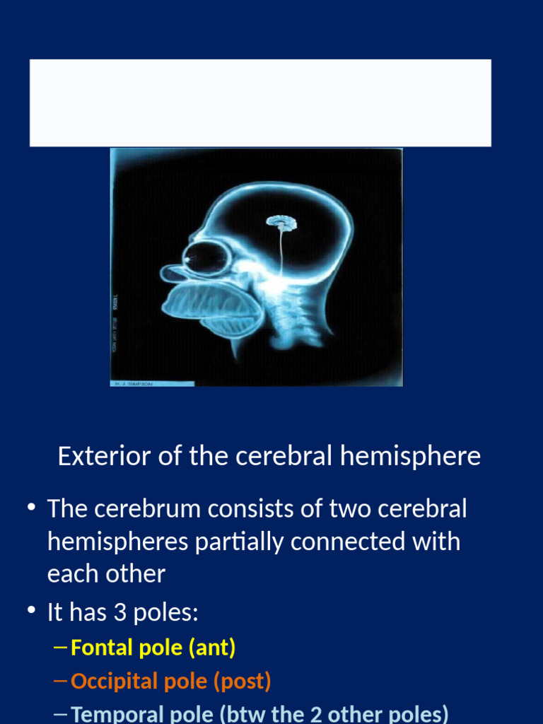 Anatomy of the Cerebral Hemispheres | PDF | Cerebrum | Cerebral Cortex