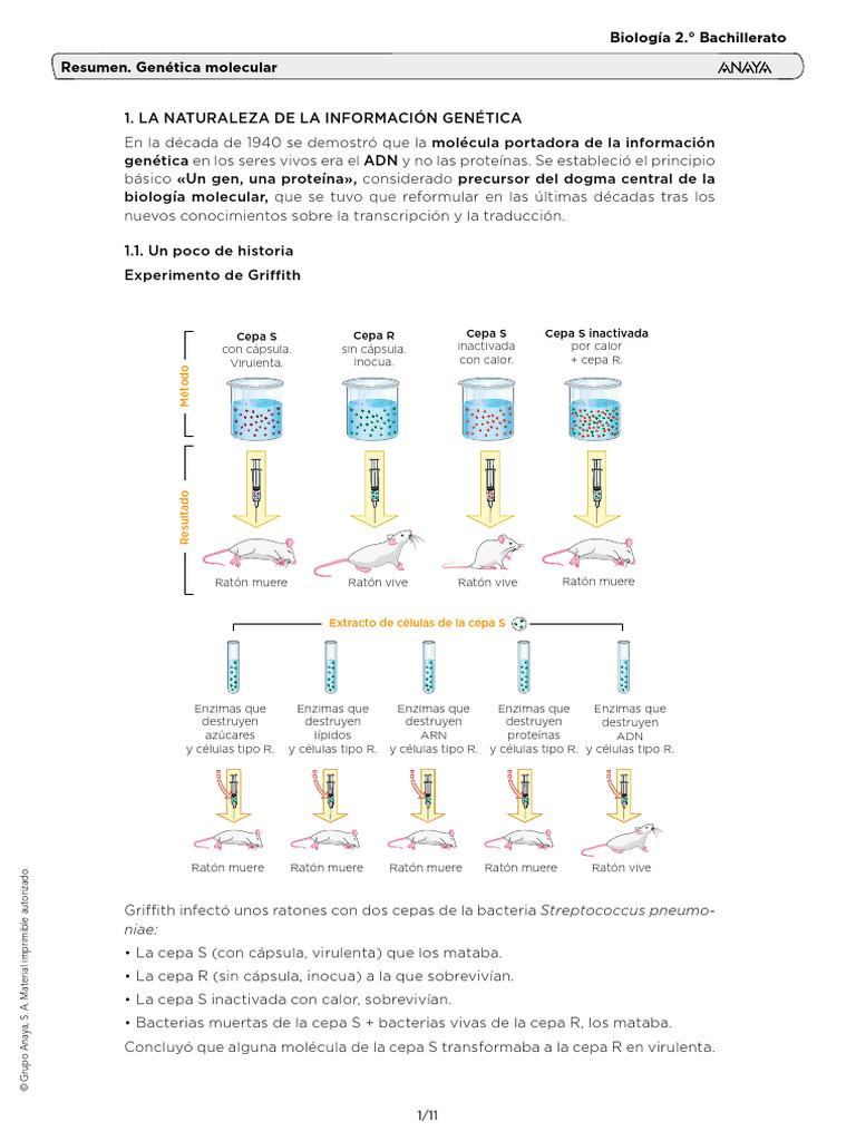 BB1_Genetica Molecular Resumen (1) | PDF | Replicación De Adn | Rna