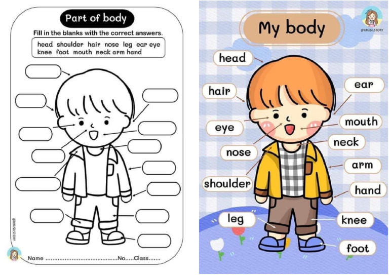Part of The Body Worksheet 23mei 2025 | PDF