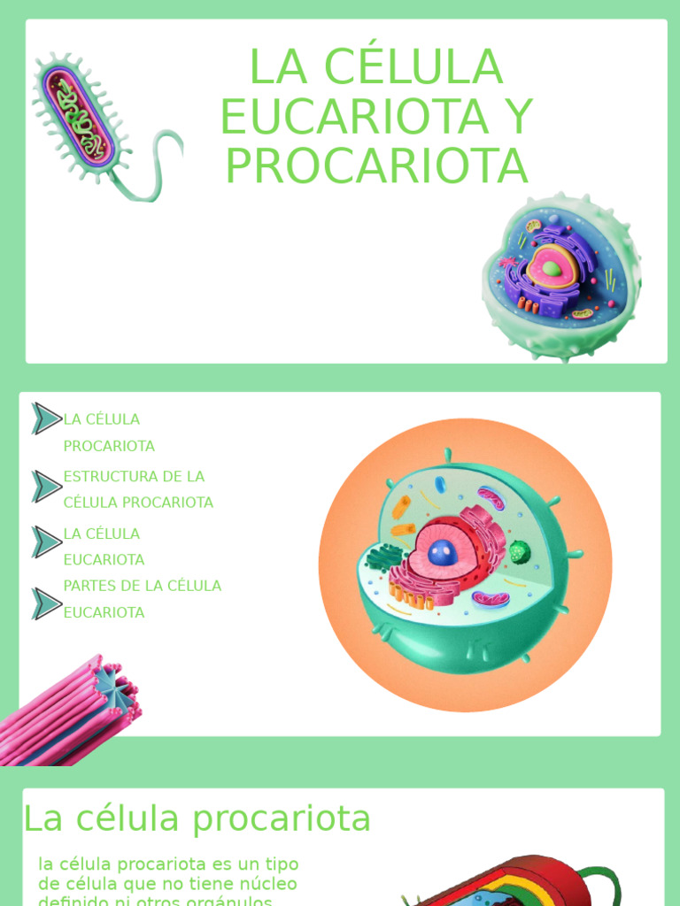 Estructura de Células Procariotas y Eucariotas | PDF | Biología Celular ...