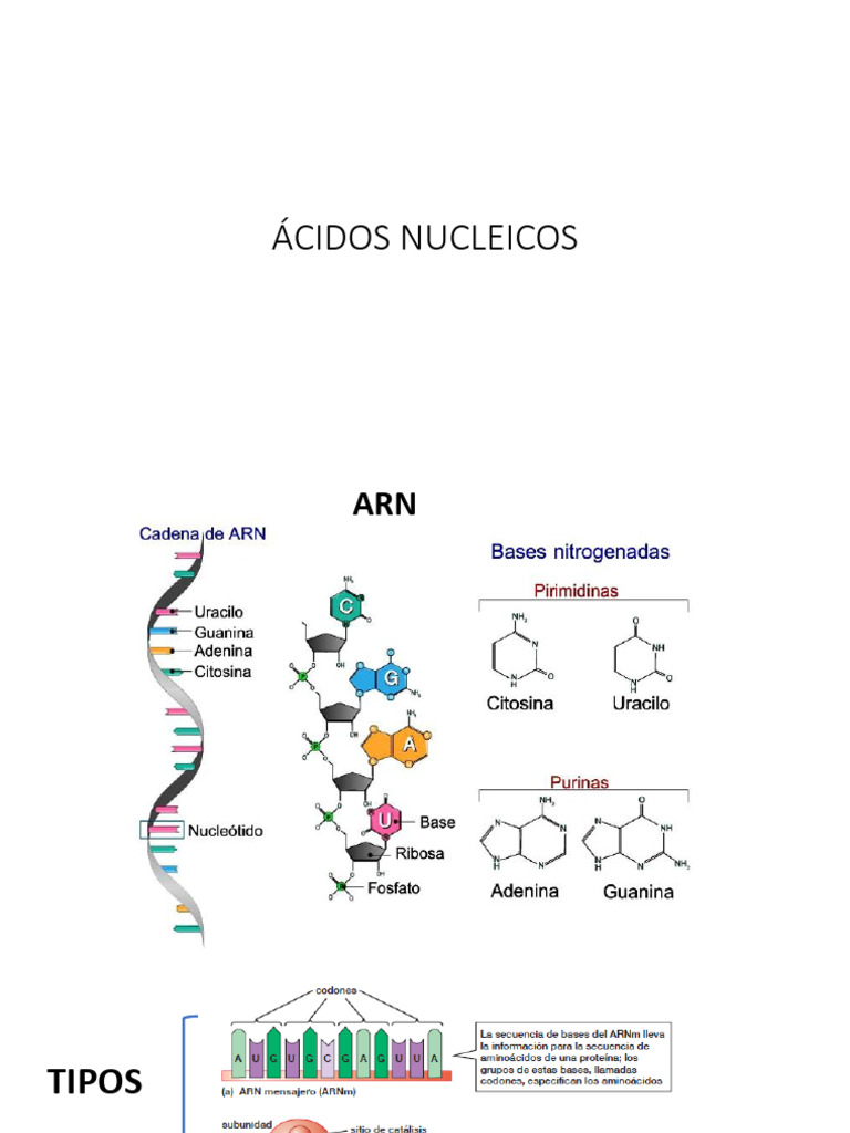 Tipos de ARN y Replicación del ADN | PDF