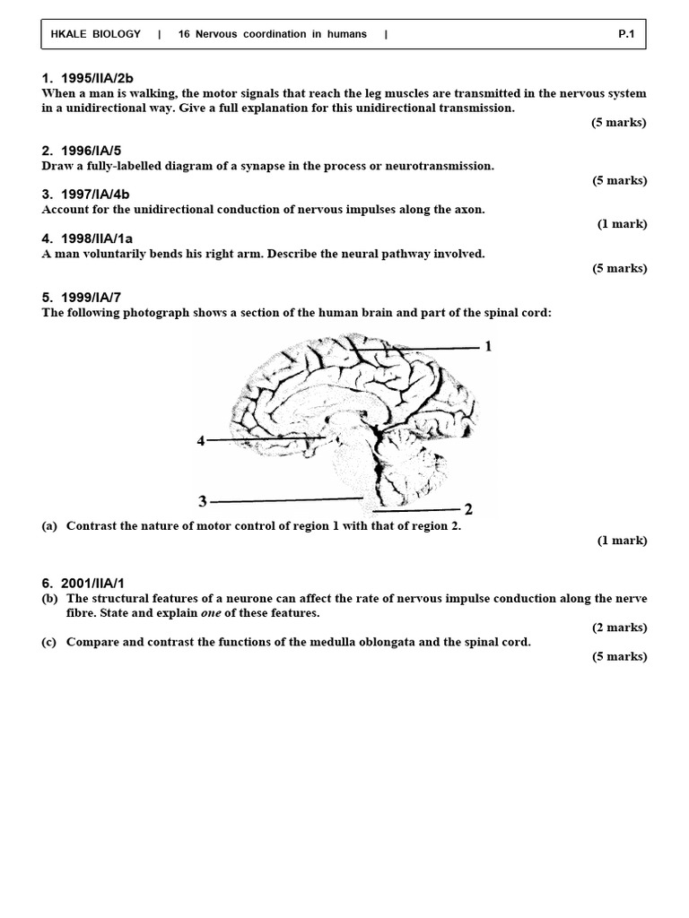 Nervous Coordination in Humans: Key Concepts | PDF | Nervous System ...