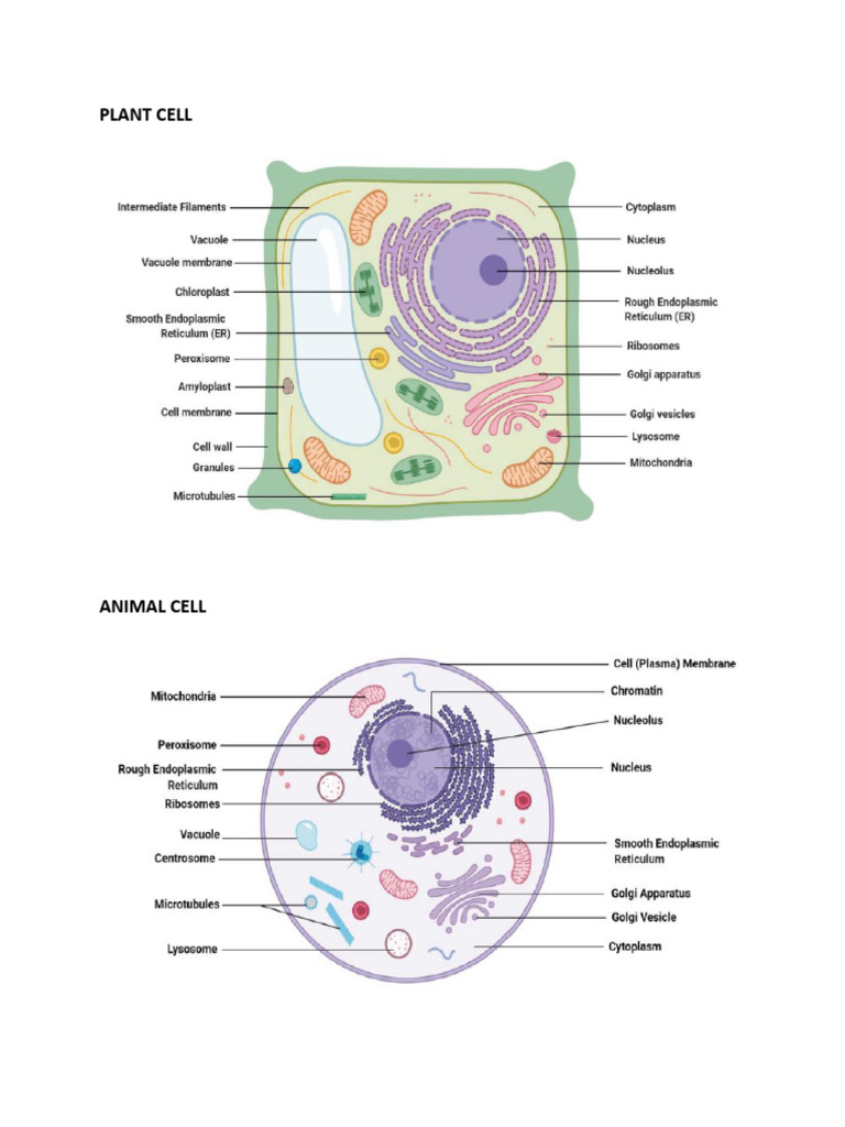 Plant & Animal Cell | PDF