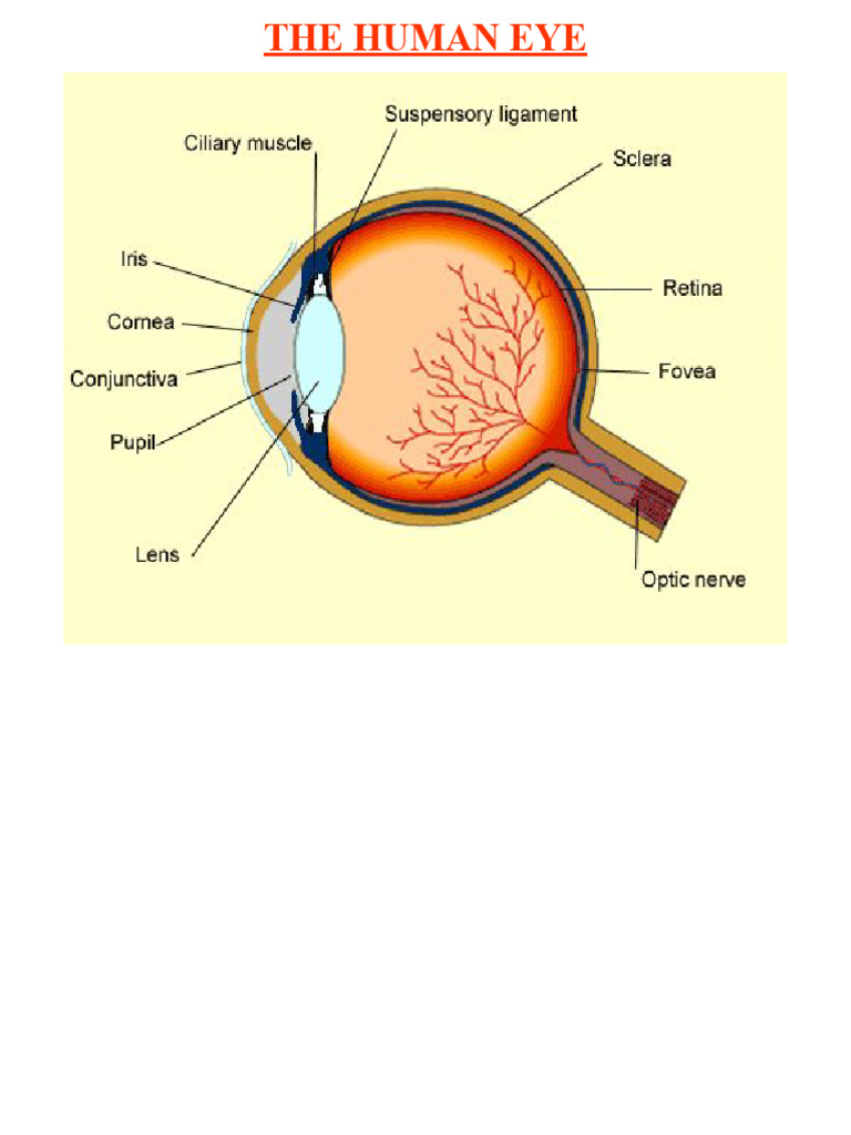 Human Eye: Vision and Light Interaction | PDF | Eye | Sunset