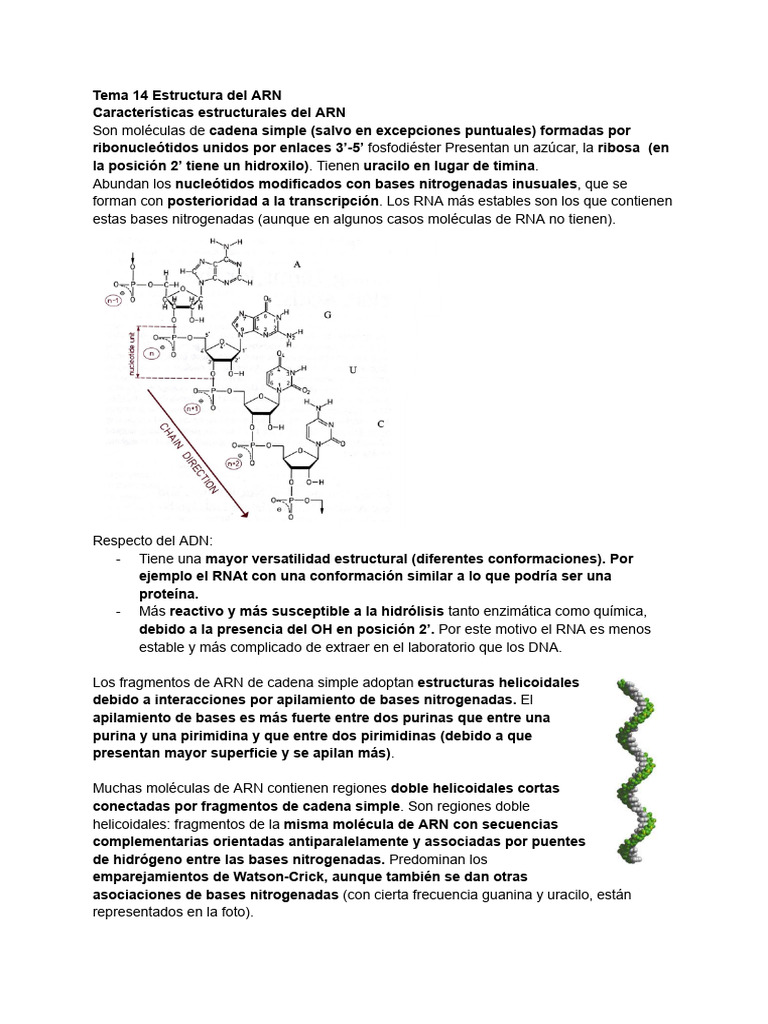 Estructura y Función del ARN | PDF | Rna | Codigo genetico