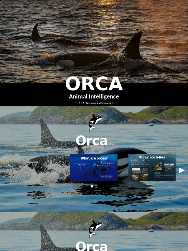 Orcas: Insights into Intelligence | PDF | Cetaceans | Zoology