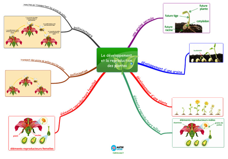 Le Developpement Et La Reproduction Des Plantes | PDF